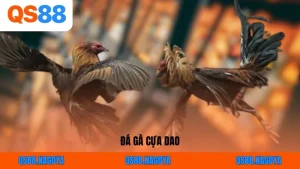 Đá Gà QS88 – Sân Chơi Kịch Tính, Uy Tín Số 1 Châu Á Hiện Nay - ZEJOPA