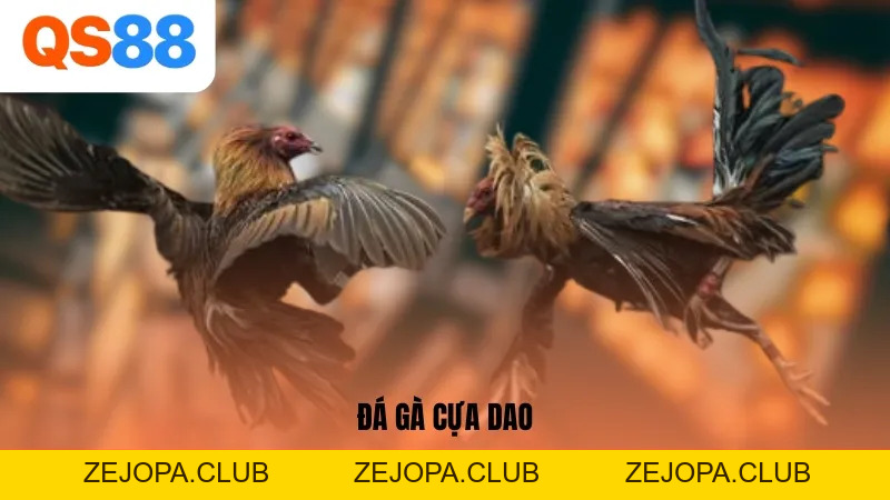 Đá Gà Cựa Dao - Nắm Bắt Quy Tắc Cơ Bản Khi Giải Trí Tại QS88 - ZEJOPA