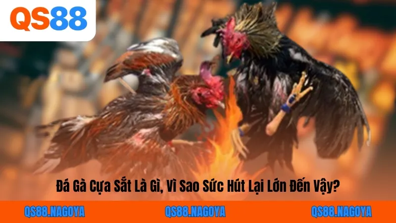 Đá Gà Cựa Sắt: Mãn Nhãn Các Màn Giao Đấu Của Chiến Kê QS88 - ZEJOPA