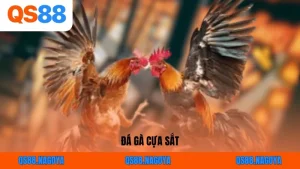 Đá Gà QS88 – Sân Chơi Kịch Tính, Uy Tín Số 1 Châu Á Hiện Nay - ZEJOPA