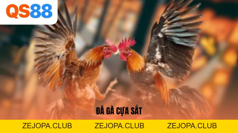 Đá Gà Cựa Sắt: Mãn Nhãn Các Màn Giao Đấu Của Chiến Kê QS88 - ZEJOPA