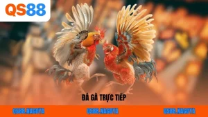 Đá Gà QS88 – Sân Chơi Kịch Tính, Uy Tín Số 1 Châu Á Hiện Nay - ZEJOPA