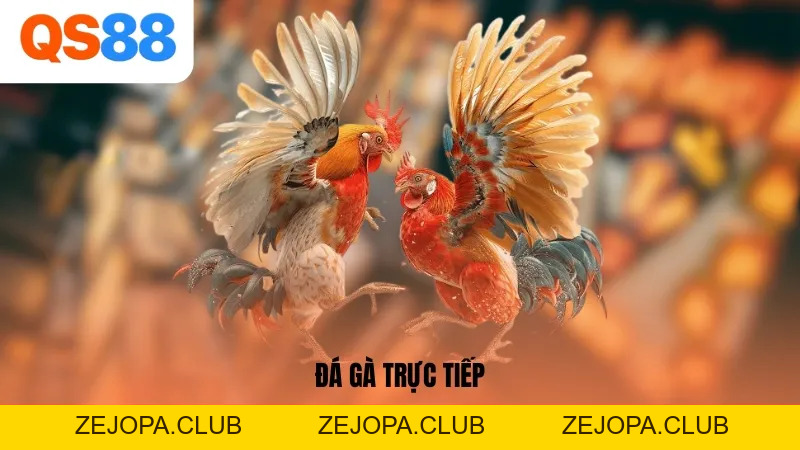 Đá Gà Trực Tiếp – Link Xem Thomo HD & Mẹo Cược Bất Bại Cùng QS88 - ZEJOPA