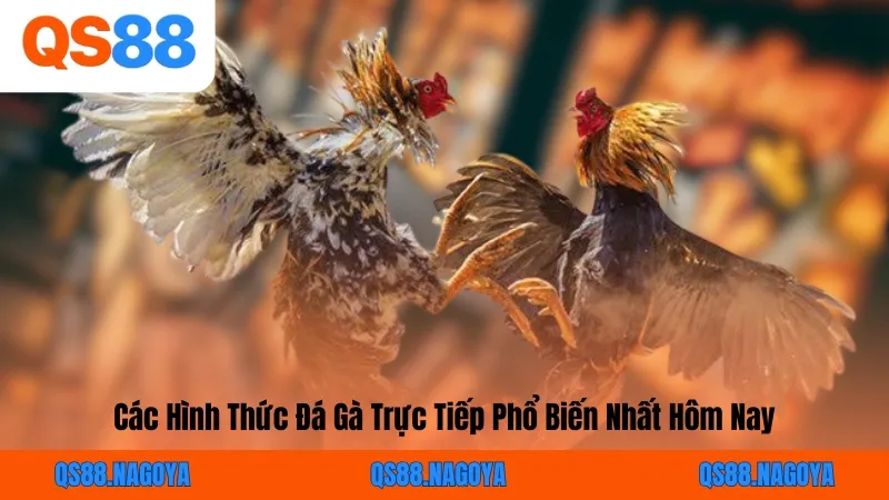 Đá Gà Trực Tiếp – Link Xem Thomo HD & Mẹo Cược Bất Bại Cùng QS88 - ZEJOPA