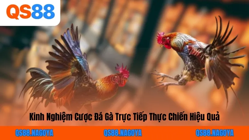 Đá Gà Trực Tiếp – Link Xem Thomo HD & Mẹo Cược Bất Bại Cùng QS88 - ZEJOPA