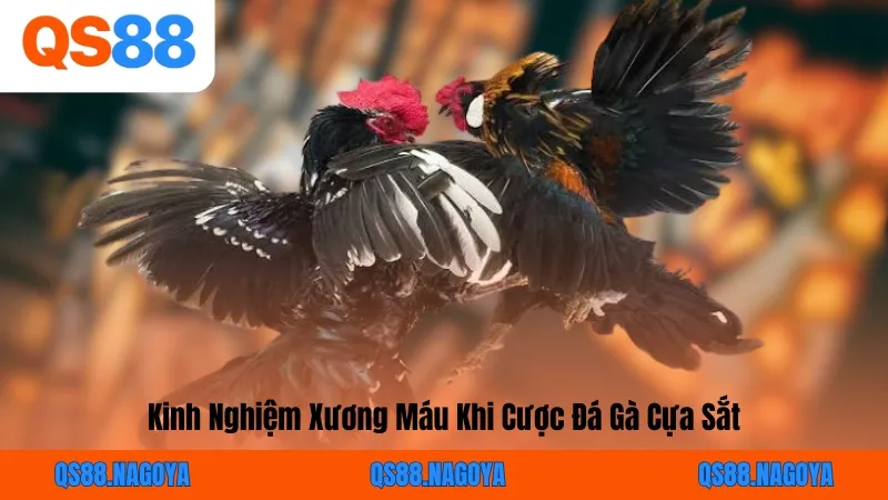 Đá Gà Cựa Sắt: Mãn Nhãn Các Màn Giao Đấu Của Chiến Kê QS88 - ZEJOPA