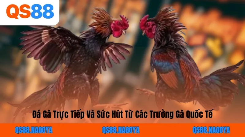 Đá Gà Trực Tiếp – Link Xem Thomo HD & Mẹo Cược Bất Bại Cùng QS88 - ZEJOPA