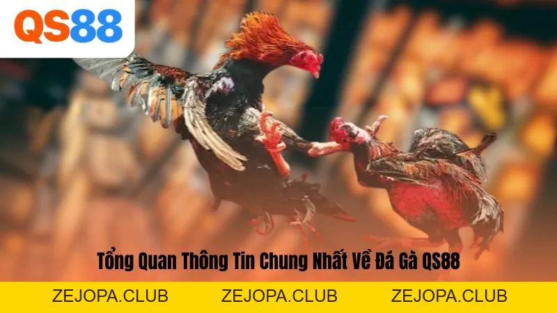 Đá Gà QS88 – Sân Chơi Kịch Tính, Uy Tín Số 1 Châu Á Hiện Nay - ZEJOPA