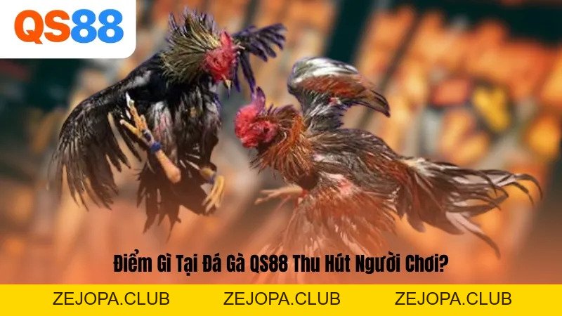 Đá Gà QS88 – Sân Chơi Kịch Tính, Uy Tín Số 1 Châu Á Hiện Nay - ZEJOPA